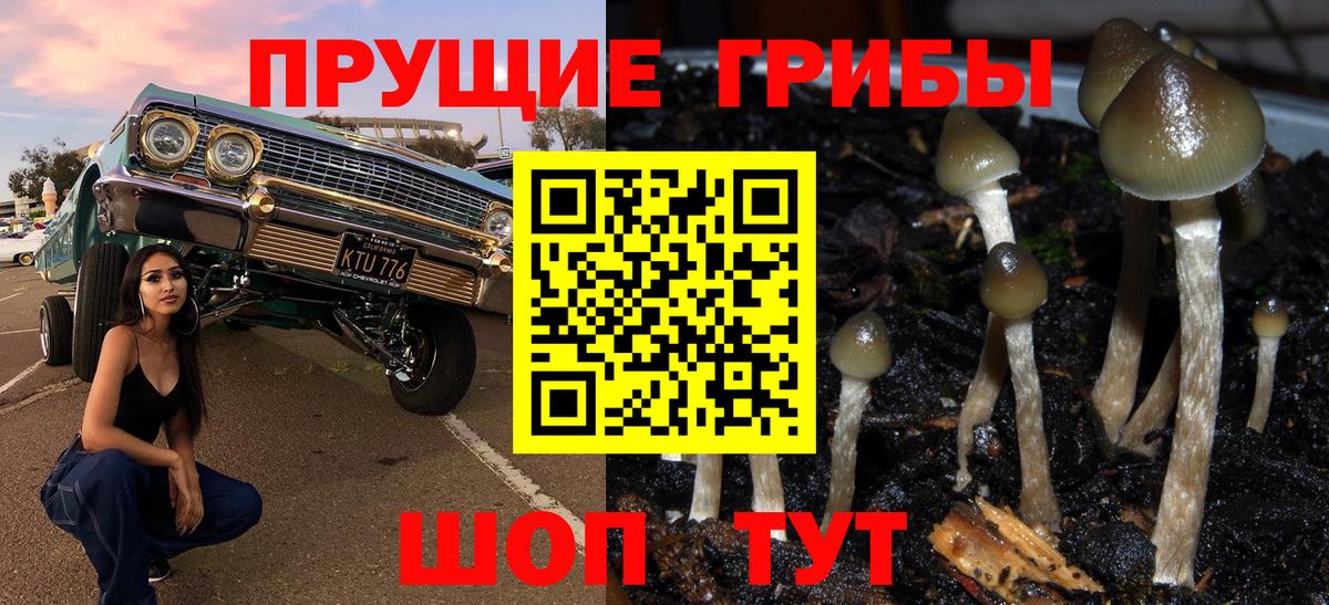 Димитровград  продажа наркотиков  Вход с VPN  Псилоцибиновые грибы MAGIC MUSHROOMS  Псилоцибиновые грибы GOLDEN TEACHER 