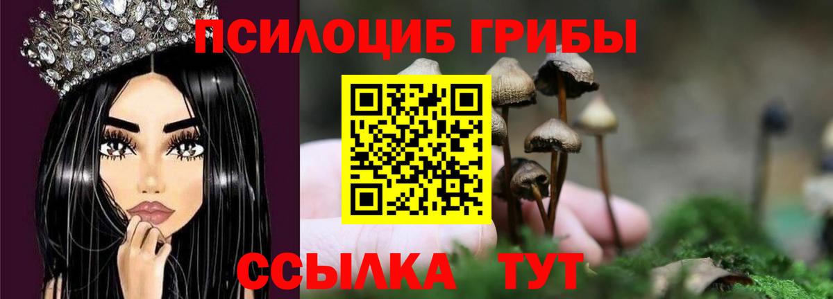Галлюциногенные грибы Psilocybine cubensis Димитровград